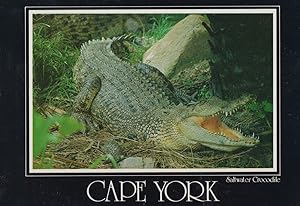 Cape York Crocodile USA Postcard