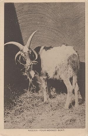 Nigeria Four Horned Goat Antique African Postcard