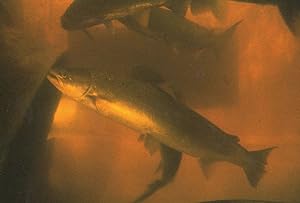 Salmon Fish Spawn at Pitlochry Dam Scottish Postcard