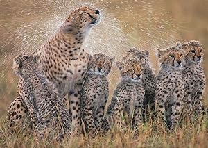 Cheetah Geparden Cats Washing Katzenwasche Comic Animal Postcard