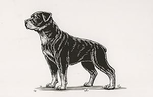 Attentive Rottweiler Dog Sketch Painting Postcard