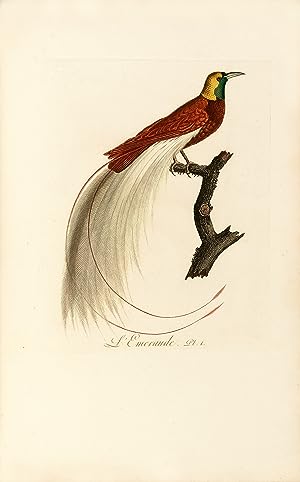 Oiseaux dorés ou à reflets métalliques. I- Histoire naturelle et générale des colibris, oiseaux-m...