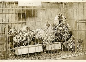 "EXPOSITION D'AVICULTURE (PARIS 1932)" Coq et poules Wyandotte / Photo de presse originale par G....