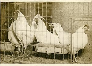 "EXPOSITION D'AVICULTURE (PARIS 1932)" Coq et poules Leghorn / Photo de presse originale par G. D...