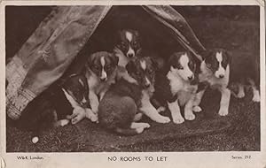 Dogs In Tent Camping No Rooms To Rent Let Old RPC Postcard