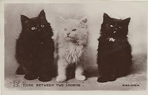 A Rose Between Two Thorns Cat Comic Real Photo Old Postcard