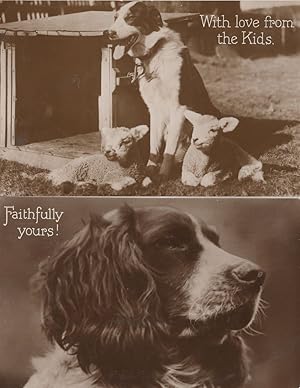 Faithfully Yours Greetings Dogs & Baby Goat Sheep 2x Dog RPC Postcard s