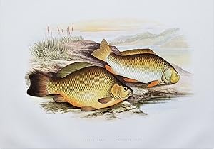 CRUCIAN CARP, PRUSSIAN CARP, Houghton, Lydon original antique fish print 1879