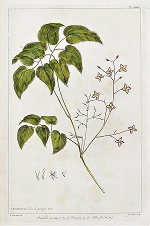 Antique Botanical Print EPIMEDIUM, BARREN WORT, Miller Large flower print 1760