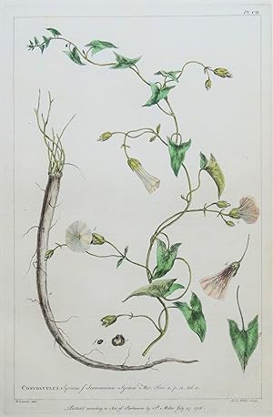 Antique Botanical Print CONVOLVULUS, SYRIAN BINDWEED, Miller Large flower print 1760