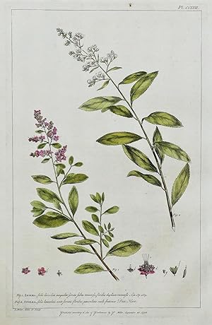 SPIRAEA, Miller Large Antique Botanical hand coloured flower print 1760