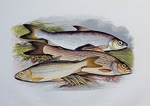 VENDACE, GWYNIAD, GRAYLING, Houghton,Lydon original antique fish print 1879