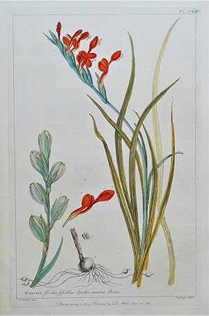 SCARLET GLADIOLUS CUNONIA, Miller Large Antique Botanical flower print 1760