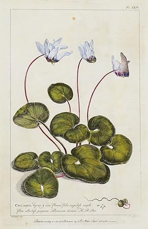 Antique Botanical Print CYCLAMEN, SOW BREAD, Miller Large flower print 1760