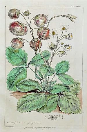 Antique Botanical Print STRAWBERRY, FRAGARIA Miller Large flower print 1760