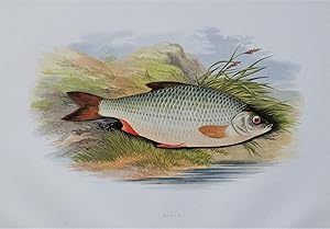 ROACH, Houghton, Lydon original antique fish print 1879