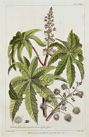 Antique Botanical Print RICINUS, OIL SEED, Palma Christi Miller flower print 1760