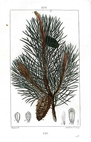 Pin - Wild Pine Tree - Kiefer, Kienbaum.
