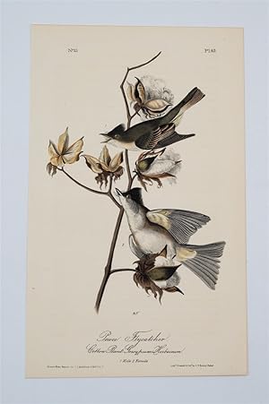 Pewee Flycatcher