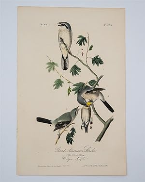 Great American Shrike Plate 236