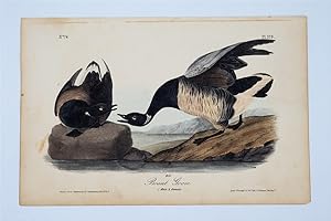 Brant Goose Plate 379