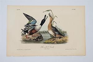 Shoveller Duck - Plate 394