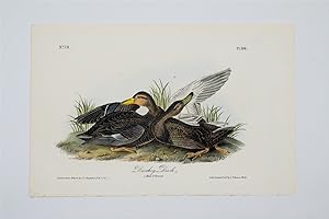 Dusky Duck - Plate 386