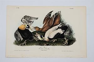 Eider Duck - Plate 405