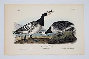 Barnacle Goose - Plate 378