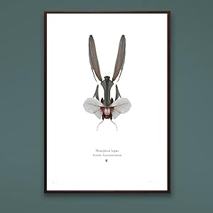 Hemiptera Lepus A4 Limited Edition Print