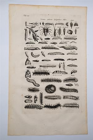 Historia Naturalis (4 Engravings: Beetles, Ants, Scorpions and Spiders) - Free Shipping