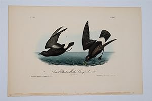 Least Petrel Mother Carey's Chicken Plate 461
