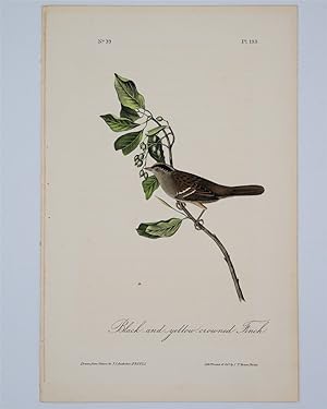 Black and Yellow Crowned Finch Plate 193
