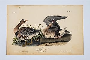 White Fronted Goose Plate 380