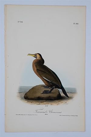 Townsend's Cormorant Plate 418