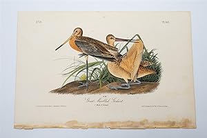 Great Marbled Godwit Plate 348