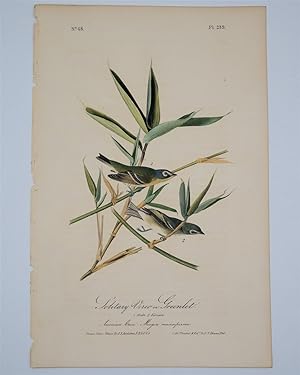 Solitary Vireo or Greenlet Plate 239