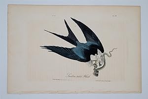 Swallow-Tailed Hawk Plate 18