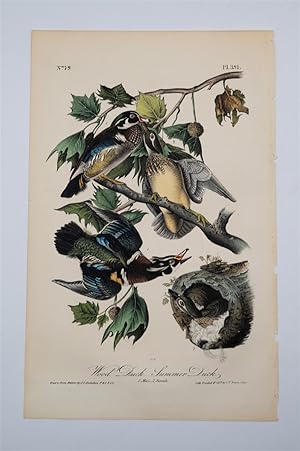 Wood Duck - Summer Duck Plate 391