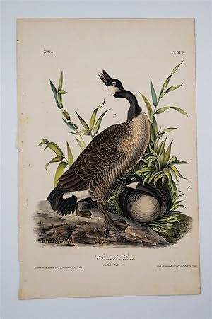 Canada Goose - Plate 376
