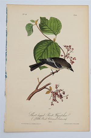 Short-Legged Pewit Flycatcher