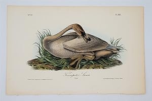 Trumpeter Swan Young - Plate 383