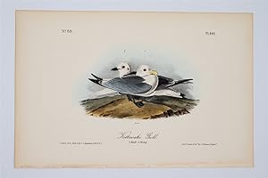 Kittiwake Gull Plate 444
