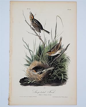Sharp Tailed Finch Plate 174