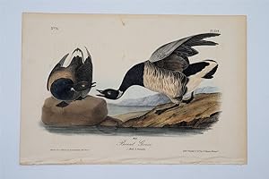 Brant Goose Plate 379