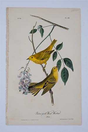 Yellow Poll Wood Warbler Plate 88