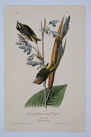 American Golden Crested Kinglet Plate 132