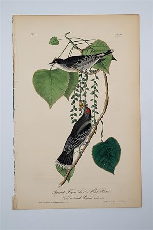 Tyrant Flycatcher - Plate 56