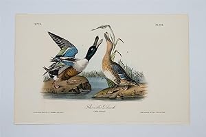 Shoveller Duck - Plate 394