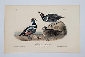 Harlequin Duck - Plate 409